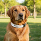 Collier pour chien personnalisé