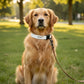 Collier pour chien personnalisé